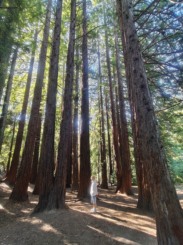 Tilden Regional Park 3