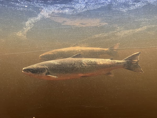 Torrent River Interpretation Center 5