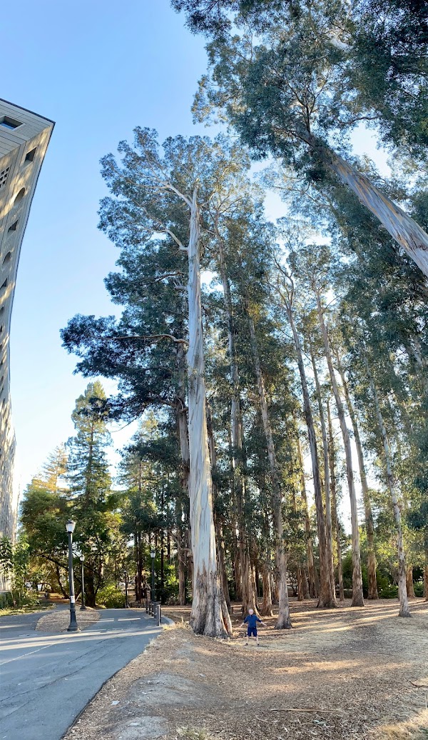 The Eucalyptus Grove
