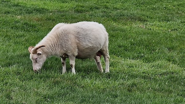 Skútustaðagígar 3