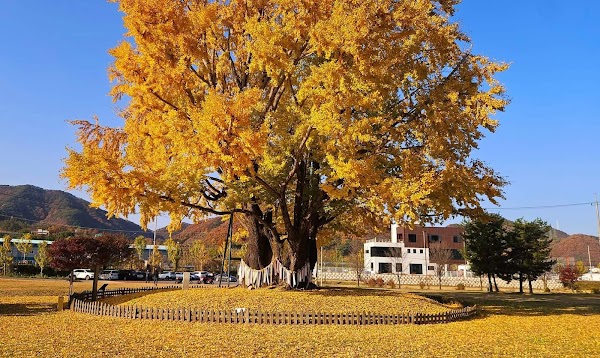 금산 요광리 은행나무