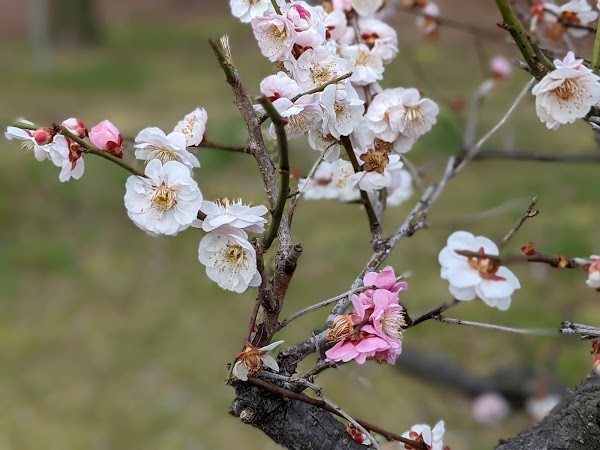 Umekōji Park 4