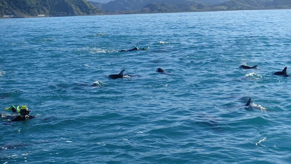 Encounter Kaikoura (Dolphin Encounter) 5