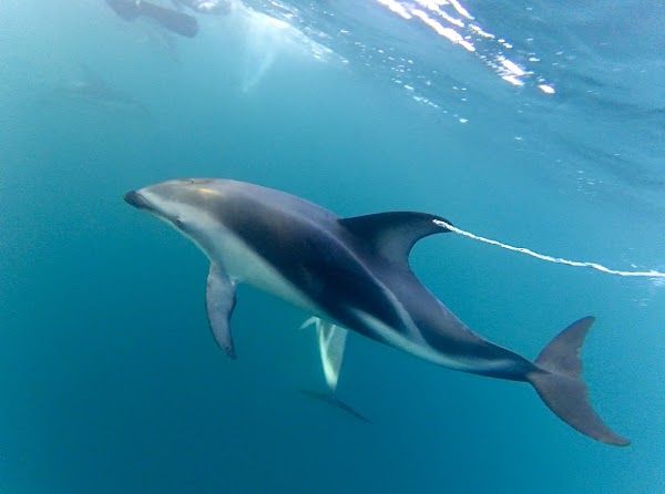 Encounter Kaikoura (Dolphin Encounter) 3