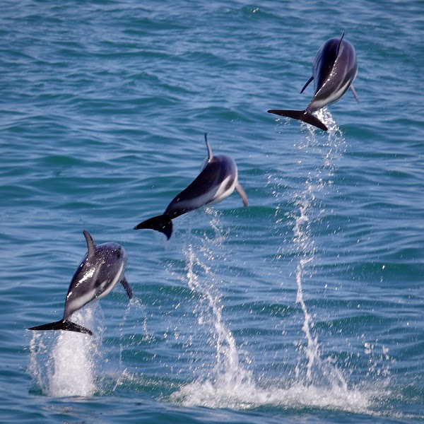 Encounter Kaikoura (Dolphin Encounter) 2