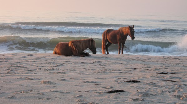 Assateague Island