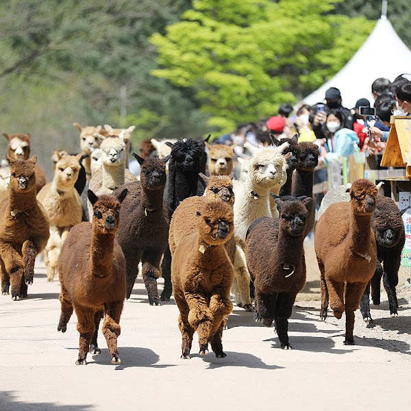 Alpaca World