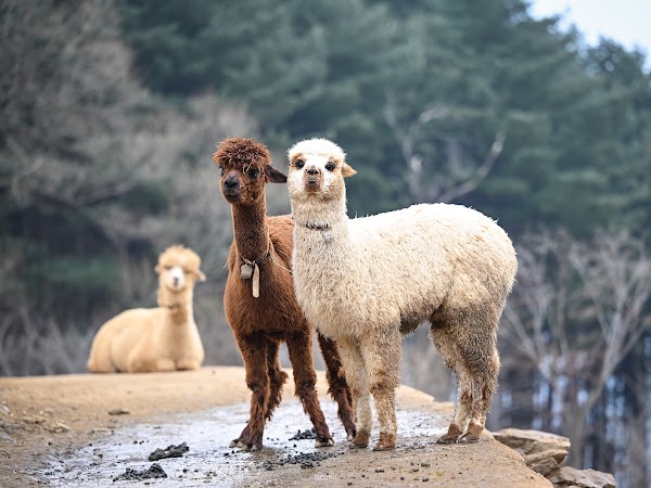 Alpaca World 5