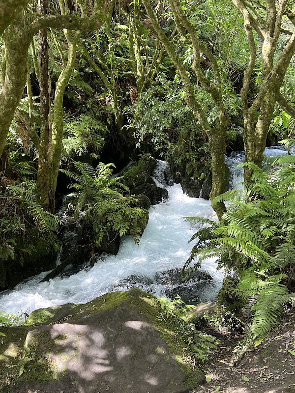 Blue Spring (Te Waihou Walkway). Leslie Road entrance is closed. 3