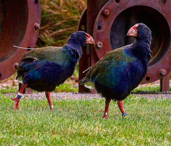 Zealandia Te Māra a Tāne 2