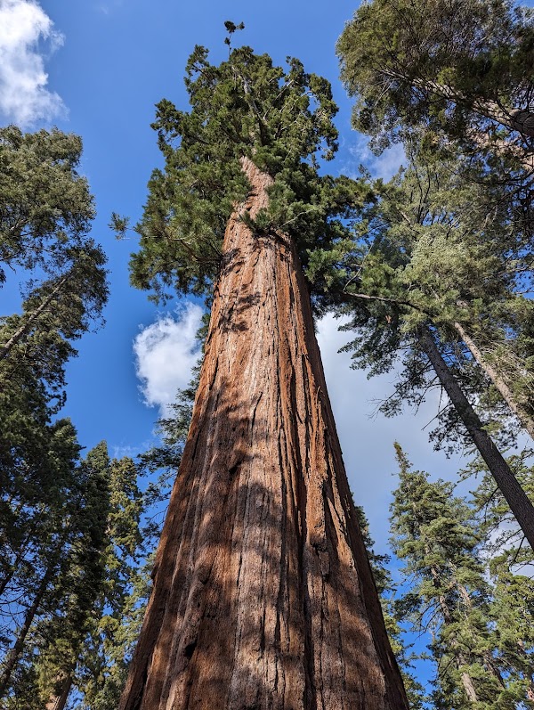 Calaveras Big Trees State Park