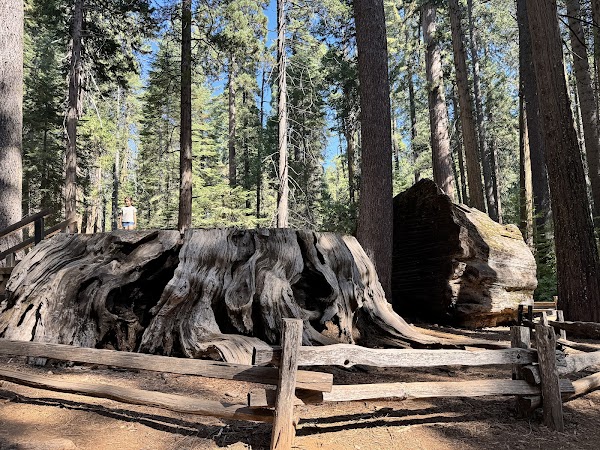 Calaveras Big Trees State Park 5