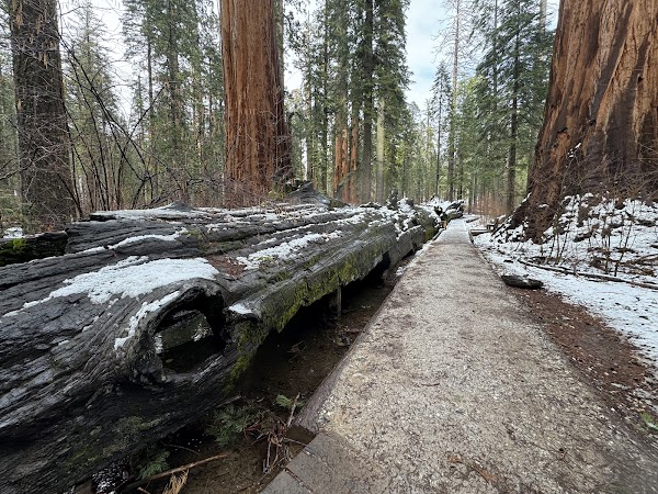 Calaveras Big Trees State Park 4