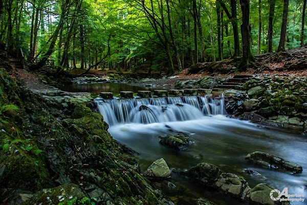 Tollymore Forest Park 3