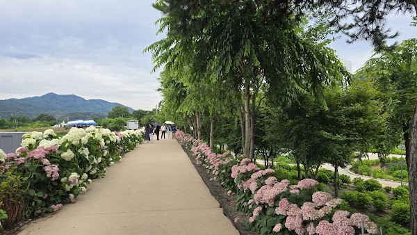 Yugu Saek-dong Hydrangea Garden