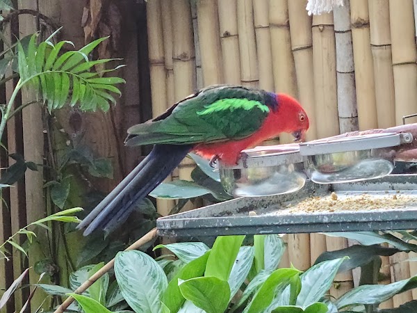 Bloedel Conservatory 4