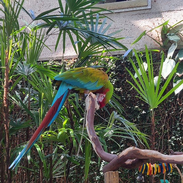 Bloedel Conservatory 3