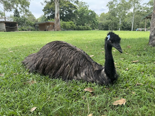 Lone Pine Koala Sanctuary 4