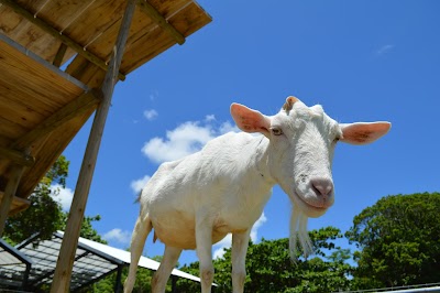 Neo Park Okinawa
