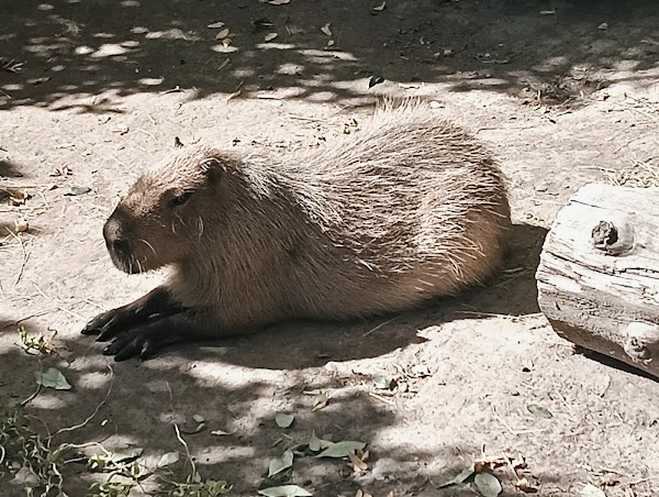 Willowbank Wildlife Reserve 3