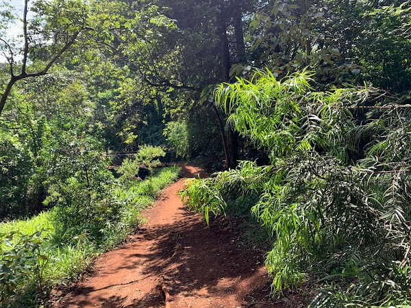 Karura Forest 4