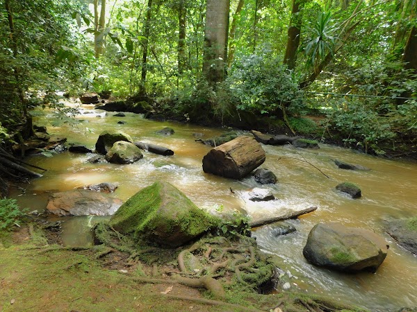 Karura Forest 3
