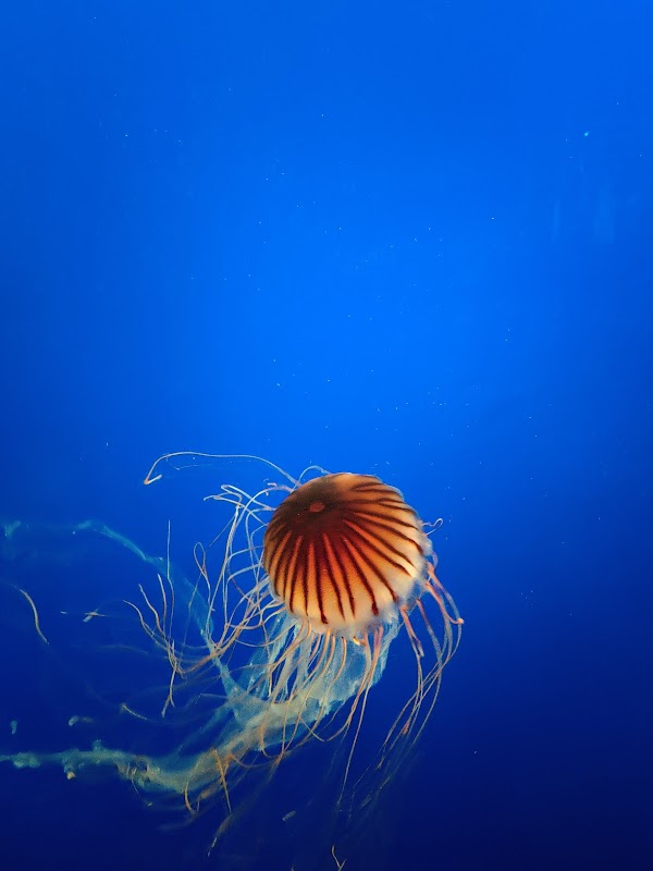 Vancouver Aquarium 5