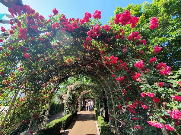 Jungnang Rose Park