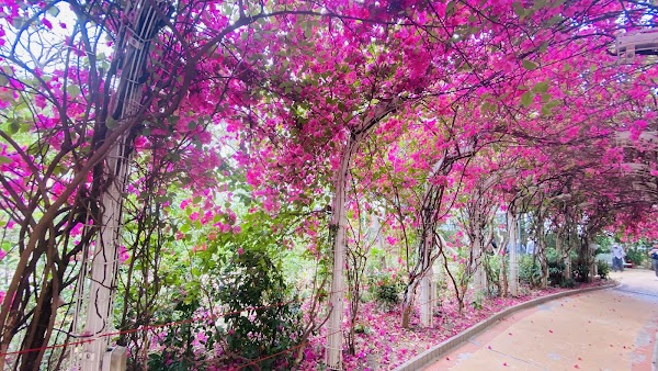 Flower Arch Walkway