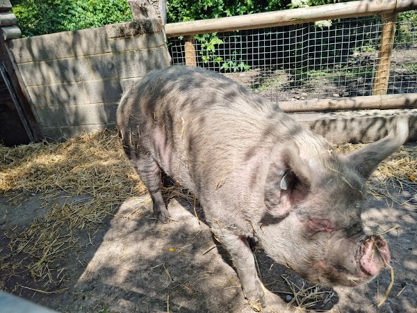 Mudchute Park and Farm 2