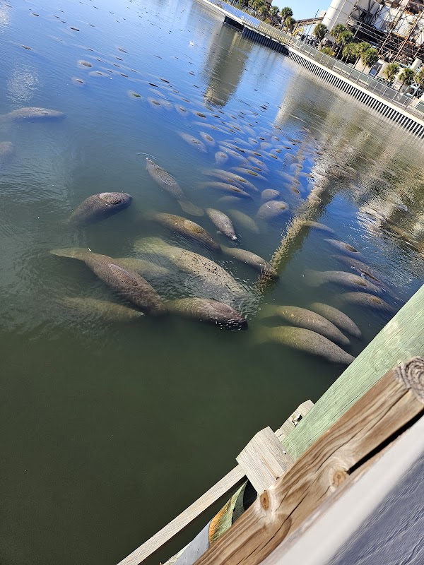 Manatee Viewing Center 5