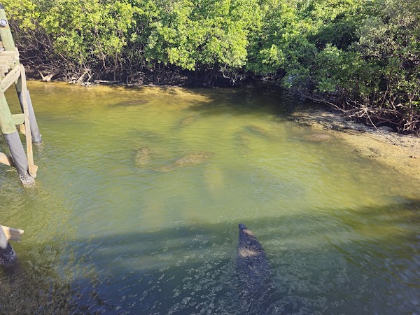 Manatee Viewing Center 2