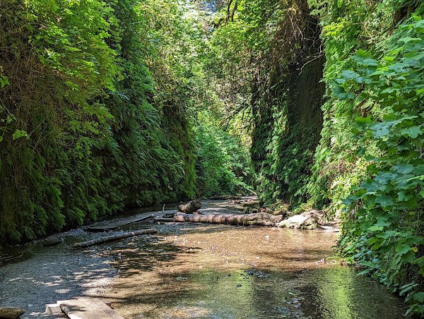 Redwood National and State Parks 3