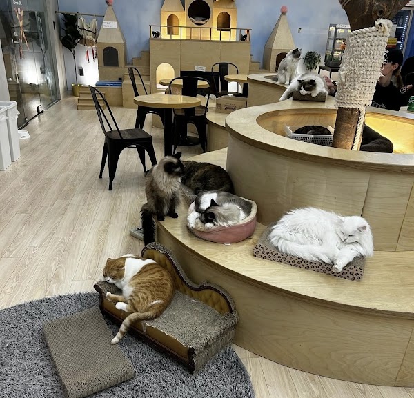 Seoul cat cafe