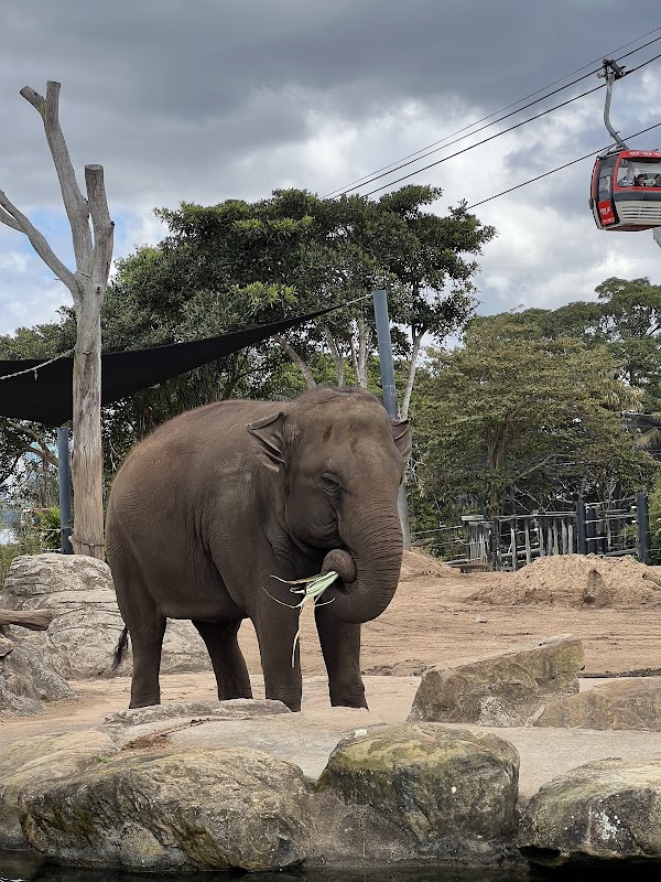 Taronga Zoo Sydney 3