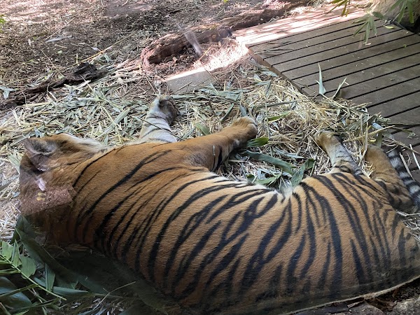 Taronga Zoo Sydney 2