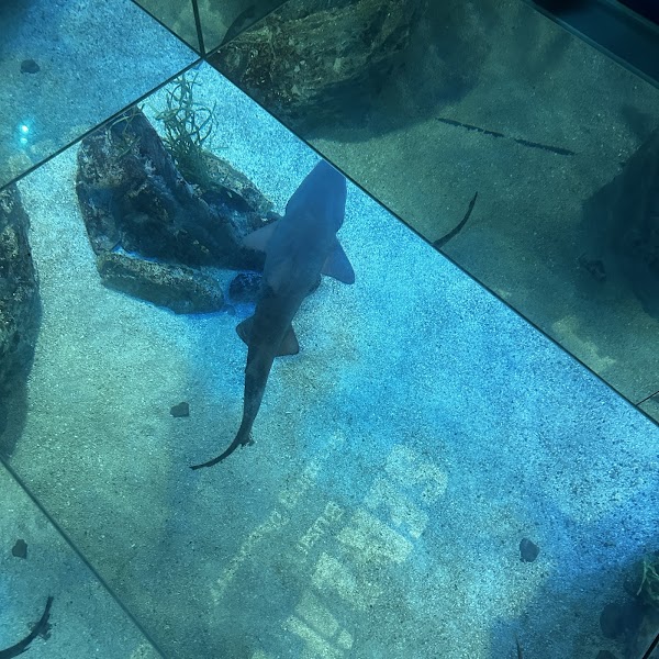 SEALIFE Busan Aquarium 2