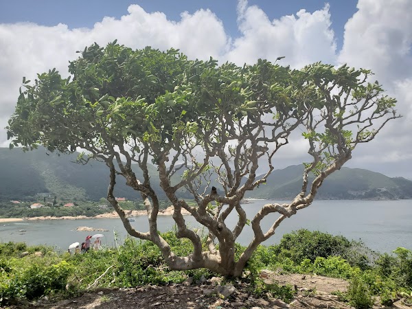 Tai Tau Chau Pavilion 3