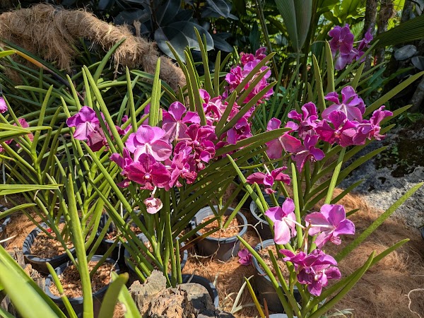 Orchid & Hibiscus Gardens