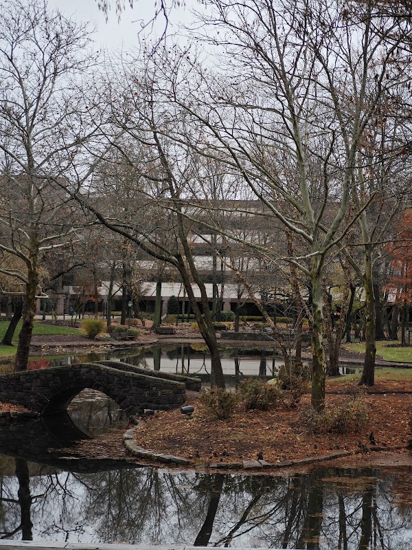 Lotus Pond in Carnegie Center 2