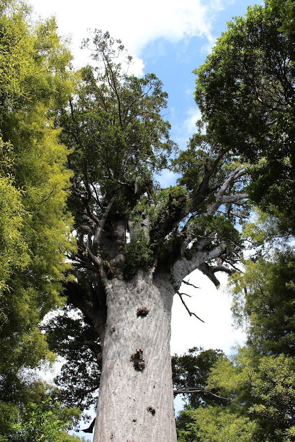 Kauri Walks 5