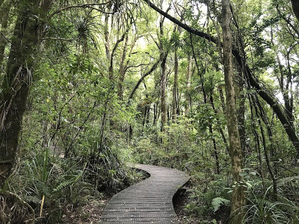 Kauri Walks 4