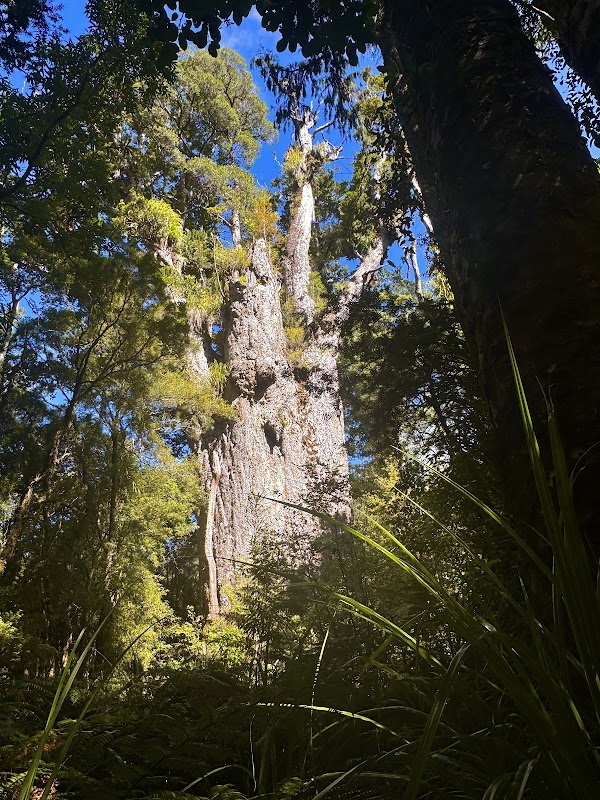 Kauri Walks 3
