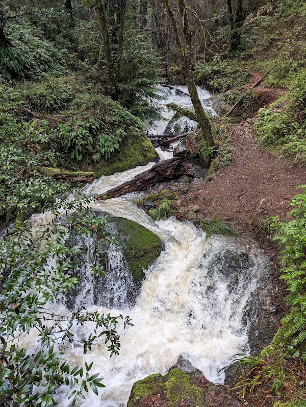 Samuel P. Taylor State Park 3