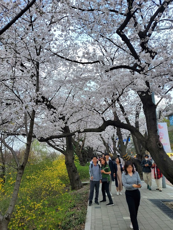 Cherry Blossom Street