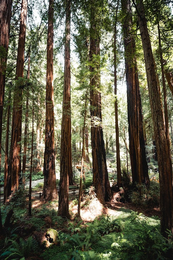 Muir Woods National Monument 4
