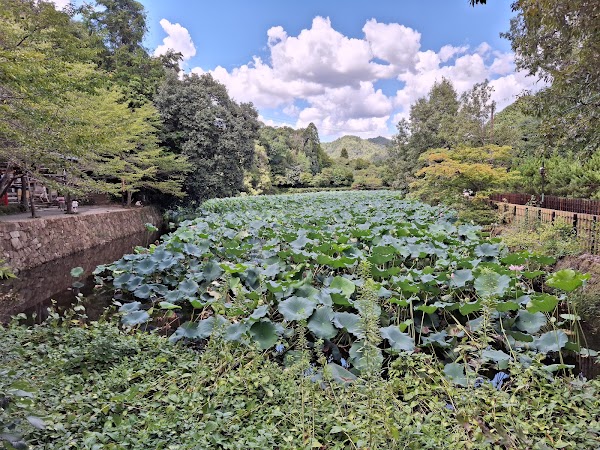 Arashiyama Bamboo Forest 6