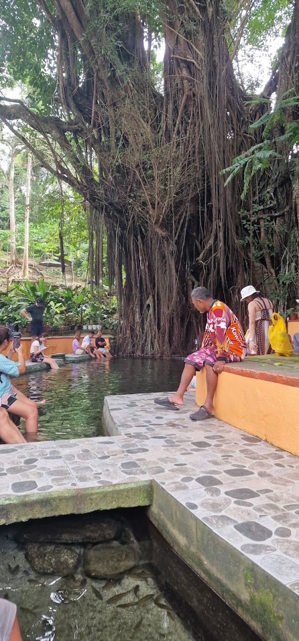 Old Enchanted Balete Tree 5