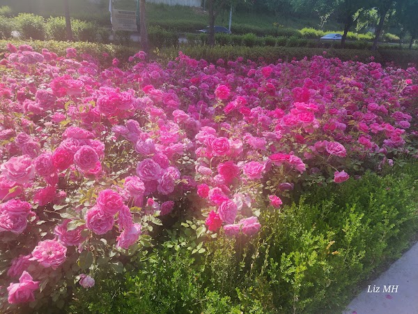 Seoul Rose Festival