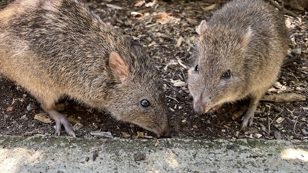 Cleland Wildlife Park 2